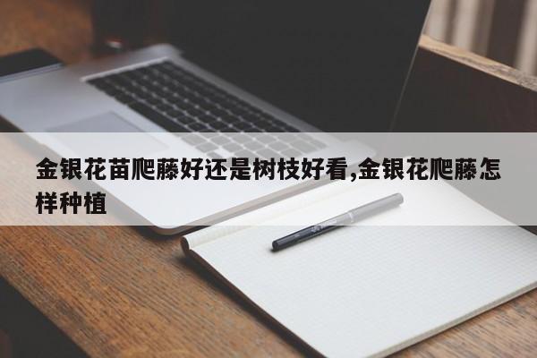 金银花苗爬藤好还是树枝好看,金银花爬藤怎样种植